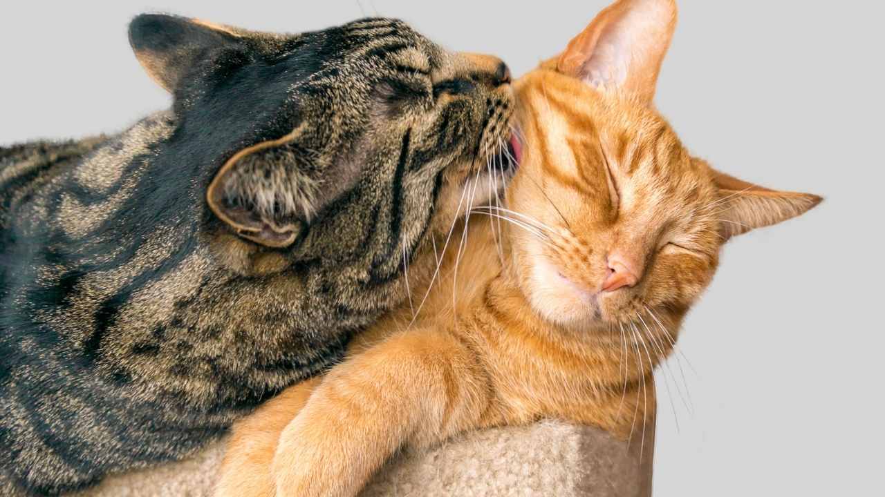 Reasons Why Do Cats Groom Each Other