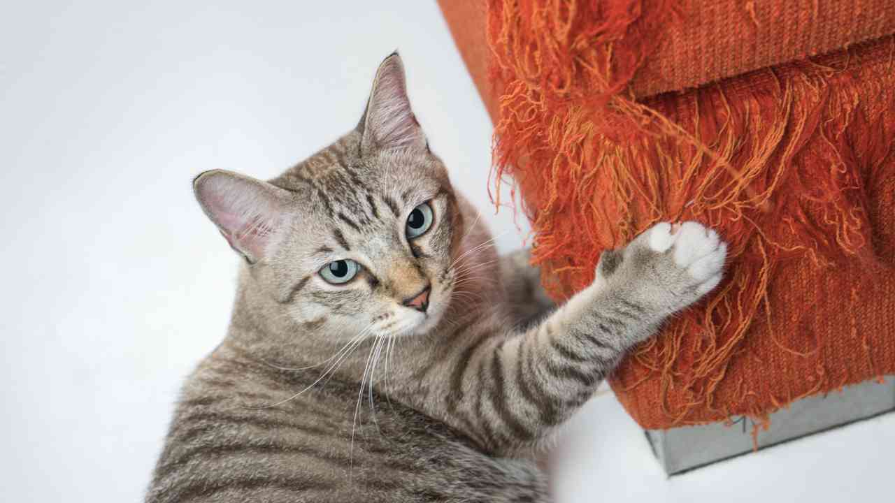 Here’s How to Keep a Cat from Scratching the Furniture