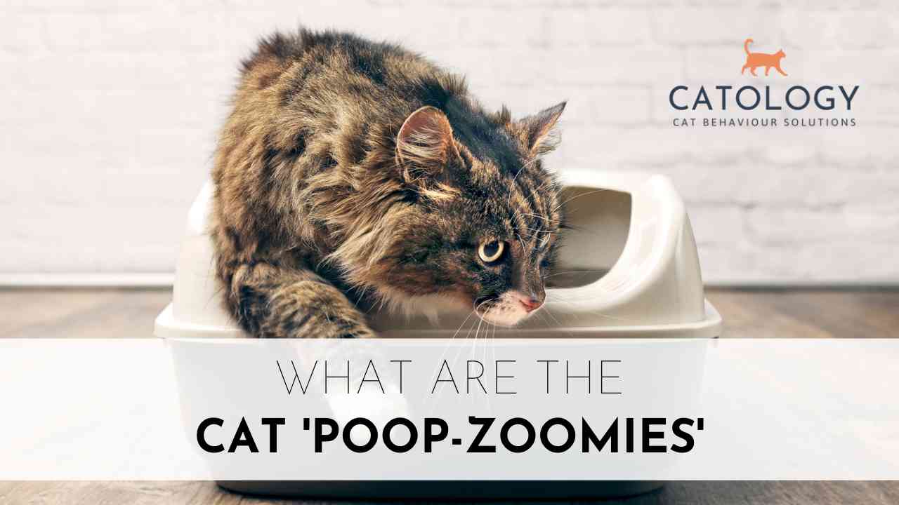 what-are-the-cat-poop-zoomies-catology