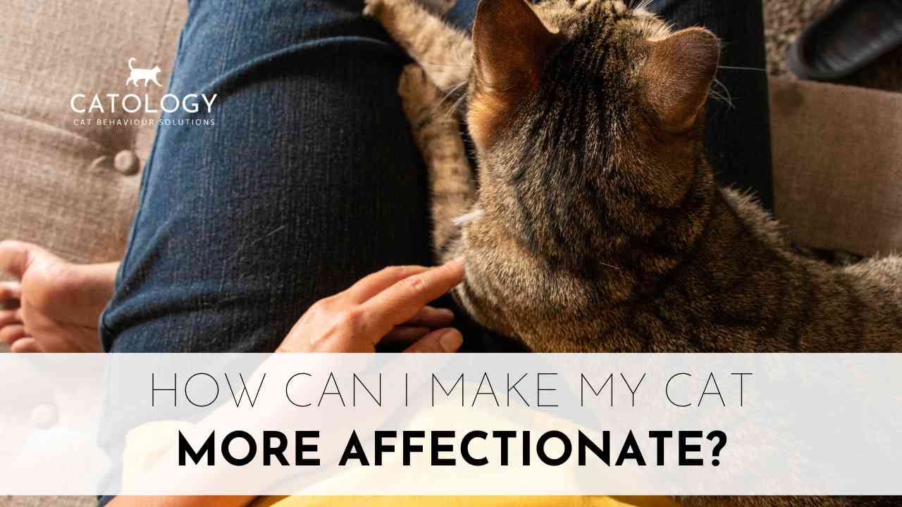 How Can I Make My Cat More Affectionate? Catology
