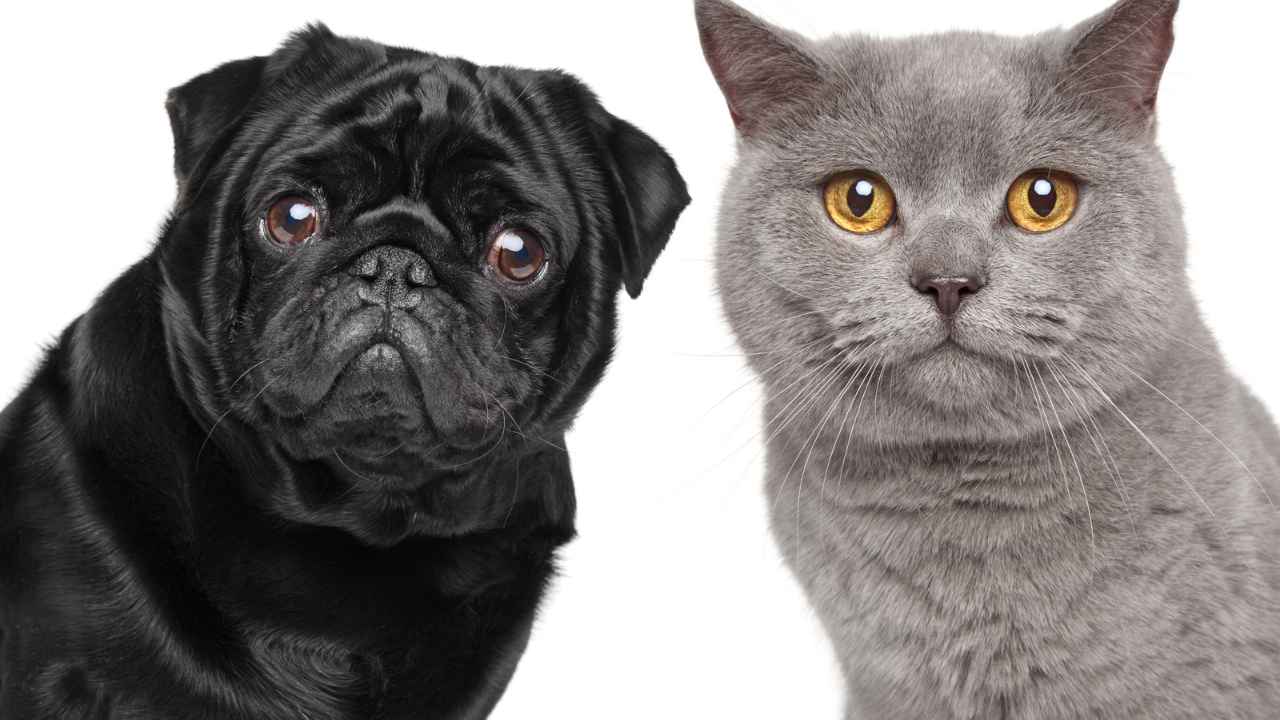 Stunning Cat Introduction Process image