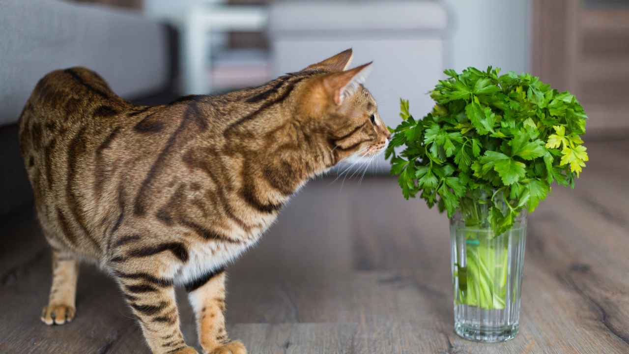 What are the cat 'Poop Zoomies'? Catology